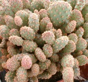 Opuntia_rufida_monstrose